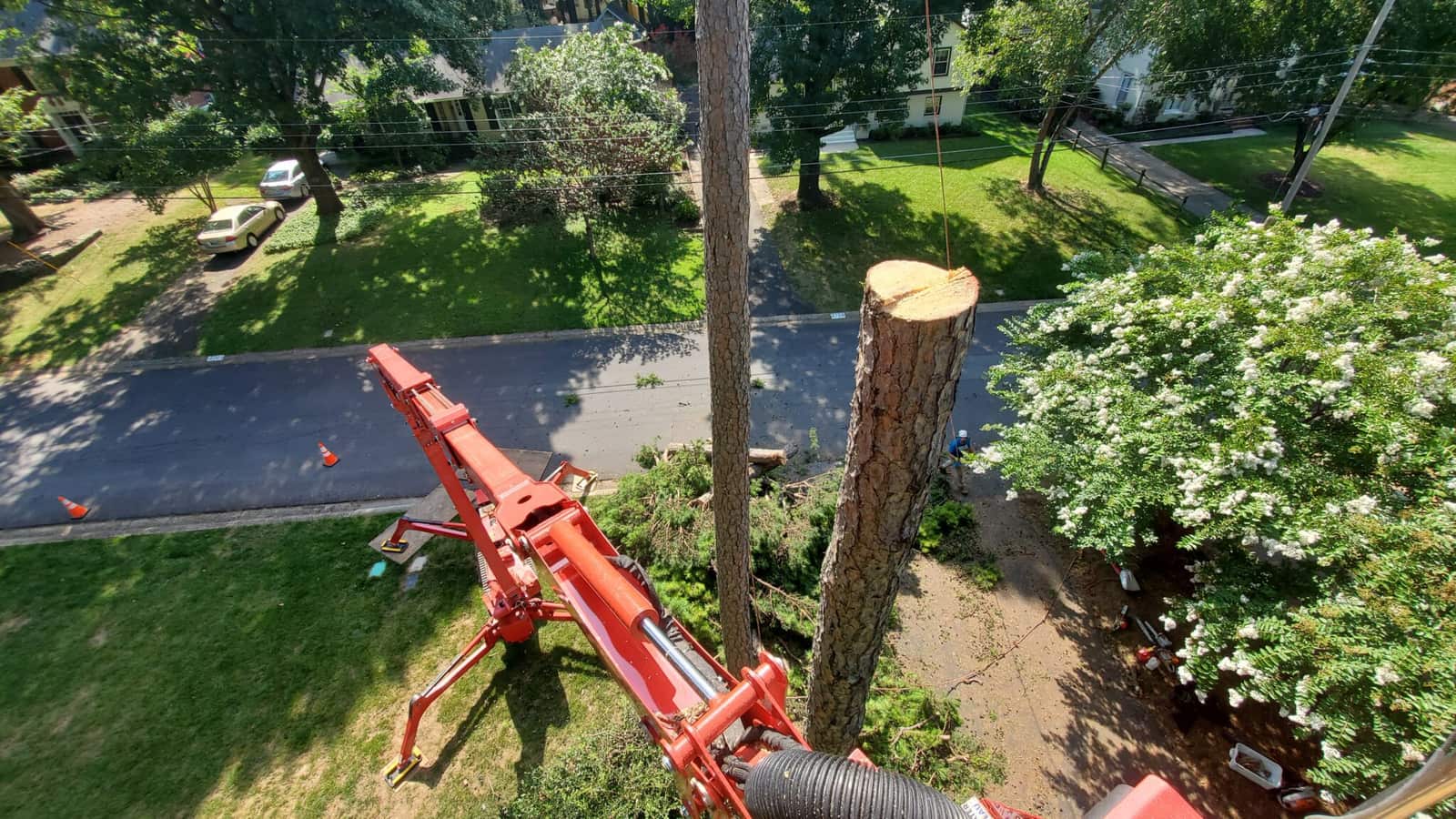 Commercial tree care — Charlotte
