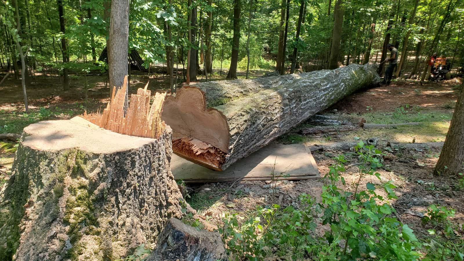Completed tree removal project — Charlotte