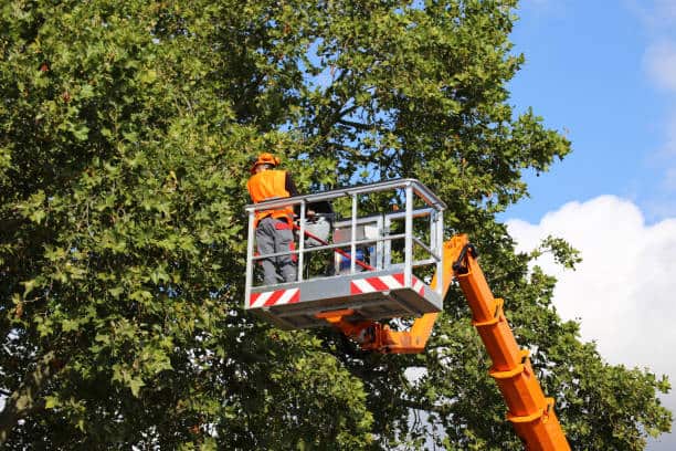 Commercial Tree Care — Combs' Tree Service