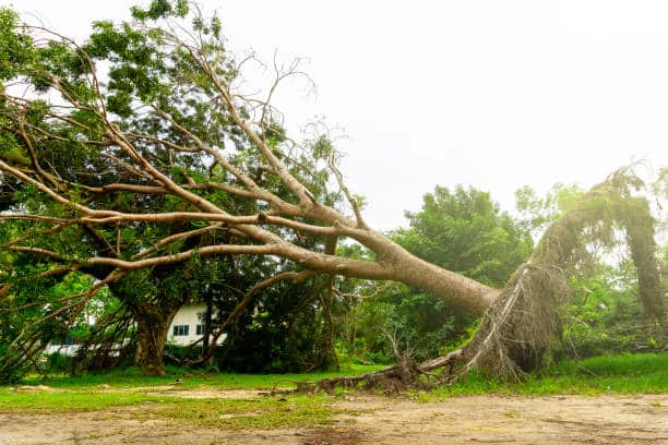 Light Grading — Combs' Tree Service