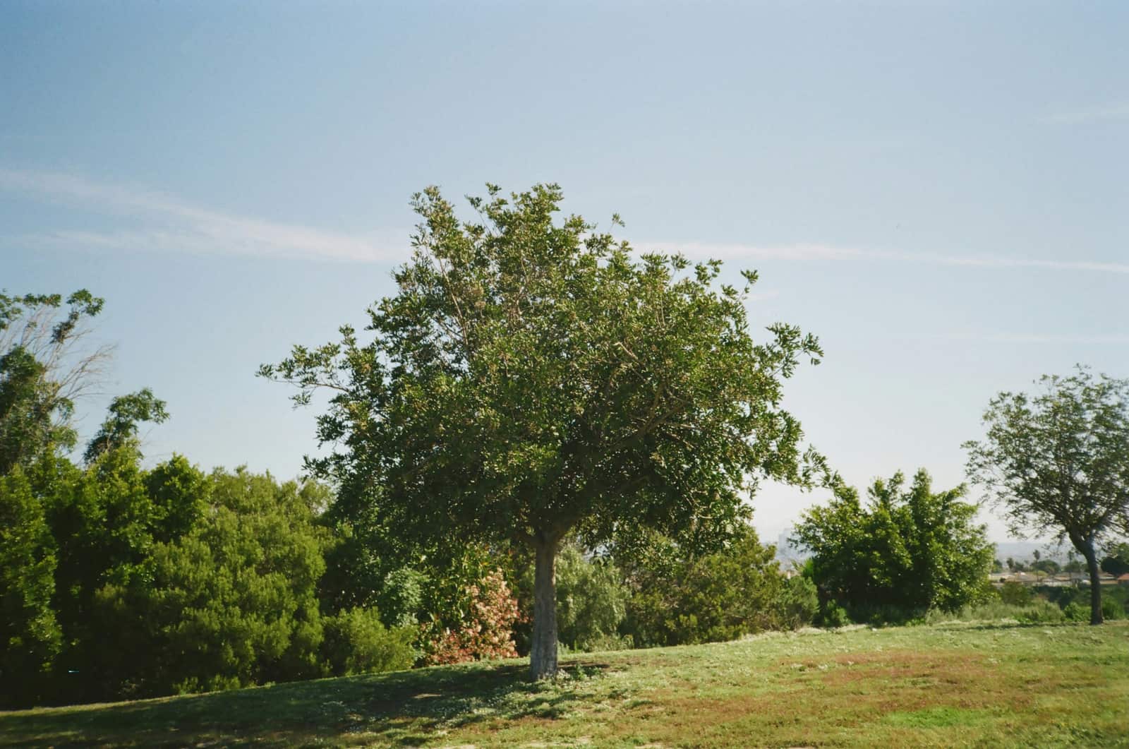 Stump Grinding — Combs' Tree Service