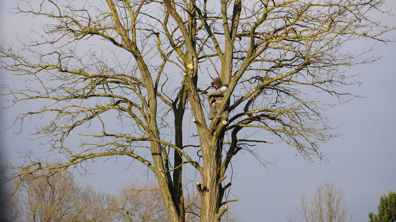 Tree Trimming — Combs' Tree Service